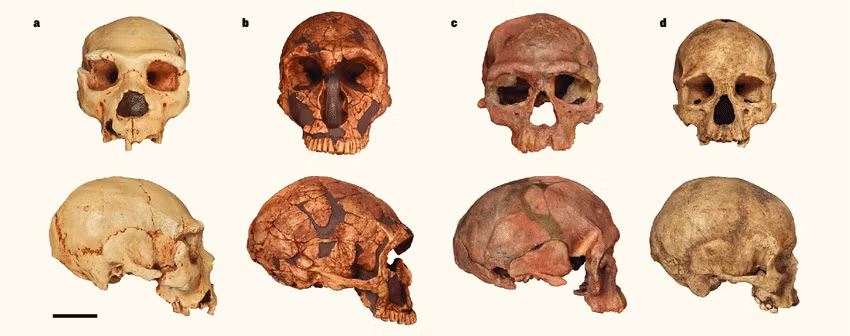 Thêm nữa, việc kéo dài hộp sọ còn là một cách làm đẹp. Họ quan niệm đó là một tiêu chuẩn vẻ đẹp dành cho giới thượng lưu. Những người xuất thân từ tầng lớp thấp không có điều kiện tài chính và thời gian để thực hiện tập tục này.