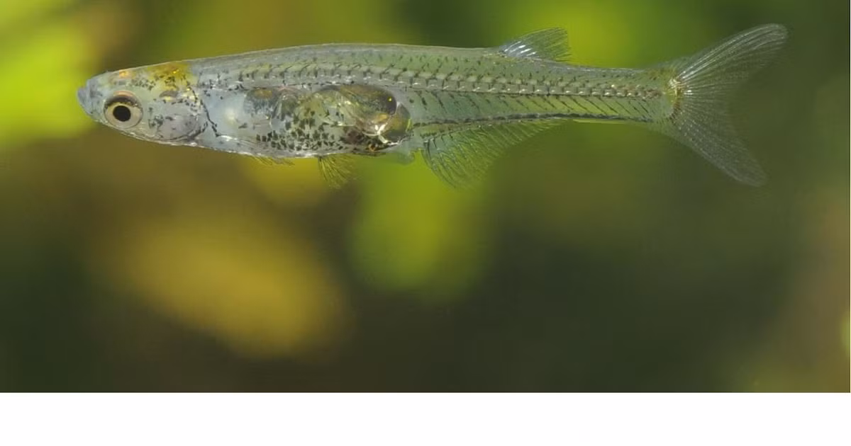 Họ sử dụng video tốc độ cao kết hợp với biểu hiện gene và phát hiện, các con Danionella cerebrum đực sở hữu một loạt yếu tố tạo âm thanh độc đáo bao gồm xương sườn chuyên biệt, sụn "đánh trống" và cơ bắp chắc khỏe chịu mỏi tốt.