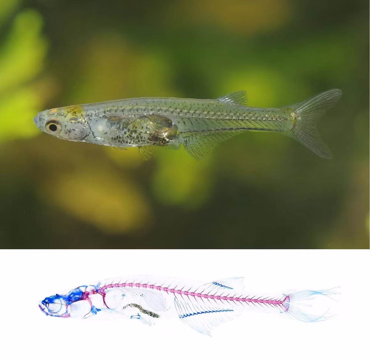 Các chuyên gia đã giành nhiều thời gian nghiên cứu nhằm giải mã vì sao loài cá Danionella cerebrum có thể tạo ra âm thanh lớn như vậy.