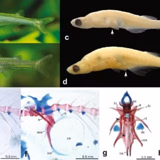 Cơ chế này chưa từng được ghi nhận ở bất cứ loài cá nào khác trên thế giới. Loài cá Danionella cerebrum có hai cơ âm thanh chứa sụn đánh trống.