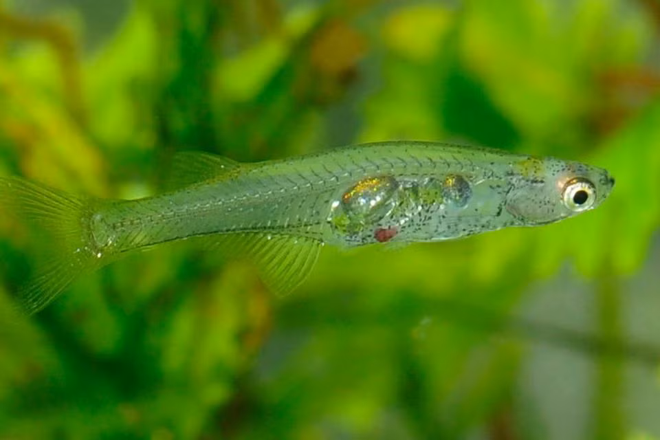 Thêm nữa, nhóm nghiên cứu phát hiện âm thanh sinh ra từ sự rung động của bong bóng cá Danionella cerebrum, trong đó các cơ co lại khiến các cấu trúc va vào bong bóng.