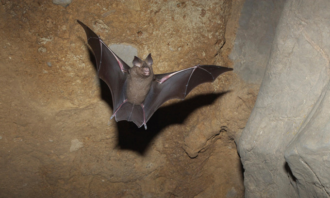 Gián, chuột nhắt, chuột cống, dơi, quạ, chim bồ câu, một số loài chim ăn thịt, gấu mèo... được giới nghiên cứu dự đoán sẽ thích ứng tốt với biến đổi khí hậu.