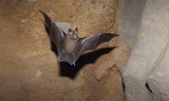 Gián, chuột nhắt, chuột cống, dơi, quạ, chim bồ câu, một số loài chim ăn thịt, gấu mèo... được giới nghiên cứu dự đoán sẽ thích ứng tốt với biến đổi khí hậu.