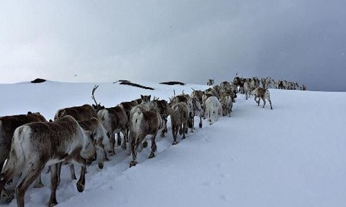 Tiếp đến, khả năng di cư và thích nghi với các môi trường sống khác nhau cũng góp phần giúp một số động vật sống tốt trong bối cảnh biến đổi khí hậu ngày càng khắc nghiệt.