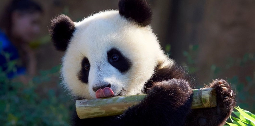 Theo các chuyên gia, những loài động vật có chế độ ăn đa dạng sẽ tiến hóa, thích ứng tốt hơn với biến đổi khí hậu. Họ đưa ra dẫn chứng động vật ăn tạp như gấu mèo và quạ có thể thích ứng tốt khi một nguồn thức ăn biến mất. Trong khi đó, gấu trúc (chủ yếu ăn tre trúc) và gấu túi (chủ yếu ăn lá bạch đàn) sẽ gặp "rắc rối" lớn nếu nguồn thức ăn suy giảm hoặc cạn kiệt.