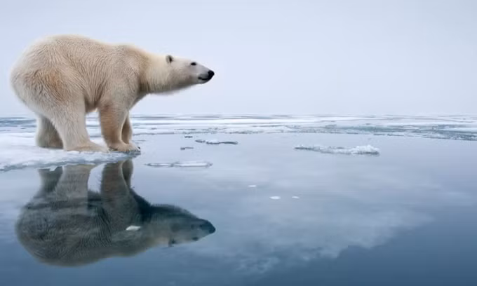Nhóm chuyên gia do nhà sinh thái học Giovanni Strona từ Ủy ban châu Âu dẫn đầu cho hay, các loài động vật lớn hơn và có vị trí cao hơn trong chuỗi thức ăn dễ bị tổn thương nhất trước tác động của biến đổi khí hậu.