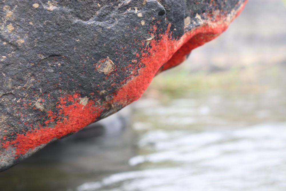 Theo ông Nguyễn Phú Hoàng, vào những ngày đầu xuất hiện hiện tượng "đá nở hoa", một số nhà khoa học tiến hành nghiên cứu và đưa ra nhận định đó thực chất chỉ là địa y mọc trên đá. Theo chu kỳ, loại địa y này sẽ từ đá xuất hiện chứ không phải "đá nở hoa". Ảnh: Tiền phong.