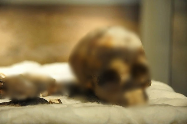 Cụ thể, vào mùa Đông năm 1958, nhà khảo cổ Fabrizio Mori thám hiểm một nơi trú ẩn trong hang động tự nhiên Uan Muhuggiag, nơi những người chăn nuôi gia súc từng sinh sống và vô tình tìm thấy một xác ướp trẻ em tồn tại trước xác ướp Ai Cập hơn 1.000 năm.