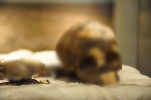 Cụ thể, vào mùa Đông năm 1958, nhà khảo cổ Fabrizio Mori thám hiểm một nơi trú ẩn trong hang động tự nhiên Uan Muhuggiag, nơi những người chăn nuôi gia súc từng sinh sống và vô tình tìm thấy một xác ướp trẻ em tồn tại trước xác ướp Ai Cập hơn 1.000 năm.