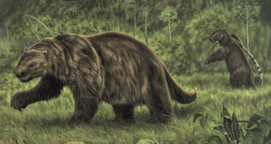 Trong đó, quái thú Megatherium có 4 chân giống như nhiều loài linh trưởng. Tuy nhiên, chúng thường xuyên đi lại bằng hai chân. Do đó, khi đứng thẳng, chúng có thể cao tới 4 - 6m.