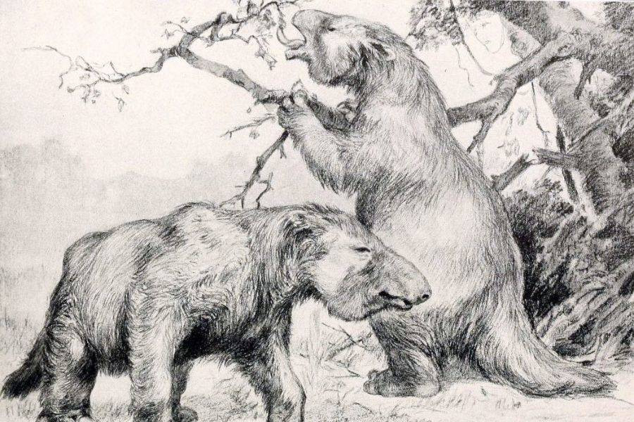 Quái thú Megatherium đi lại trên Trái đất vào khoảng 2 triệu đến 8.000 năm về trước.