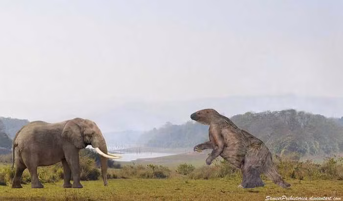 Lười đất Megatherium có bộ xương chắc khỏe, với đai chậu lớn và chiếc đuôi nhiều cơ bắp rộng.