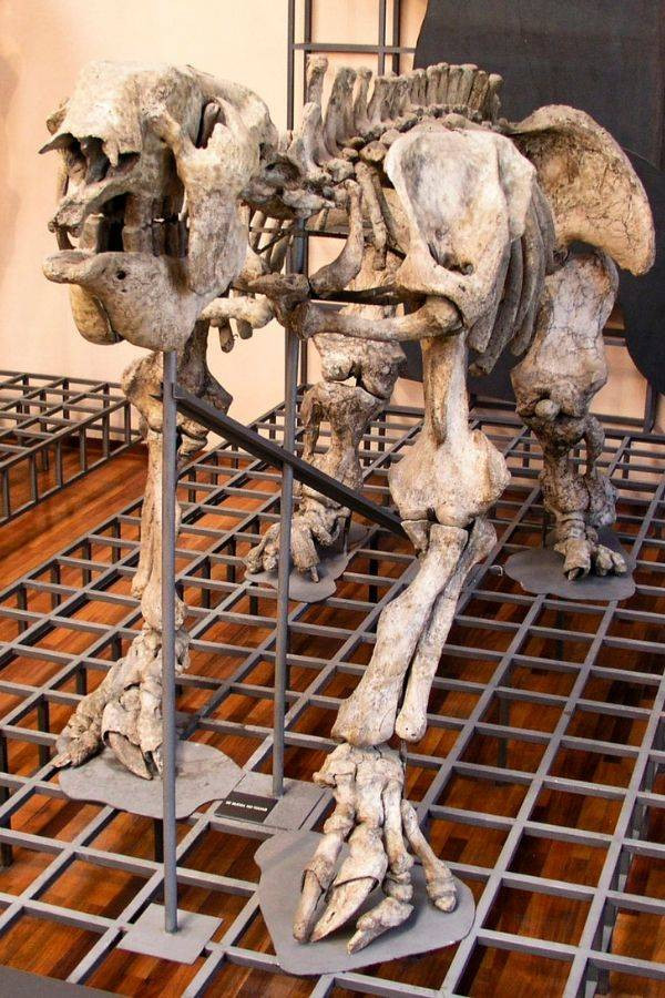 Các chuyên gia đã tìm thấy một số hóa thạch của quái thú Megatherium. Nhờ vậy, họ thực hiện các kiểm tra, phân tích và có những khám phá bất ngờ về loài này.