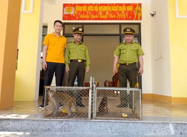 Người dân ở huyện Tuyên Hóa, tỉnh Quảng Bình tự nguyên giao nộp một cá thể khỉ mặt đỏ và 2 cá thể khỉ vàng cho Trung tâm Cứu hộ, bảo tồn và Phát triển sinh vật (CHBT&amp;PTSV) thuộc Ban quản lý Vườn quốc gia Phong Nha – Kẻ Bàng.