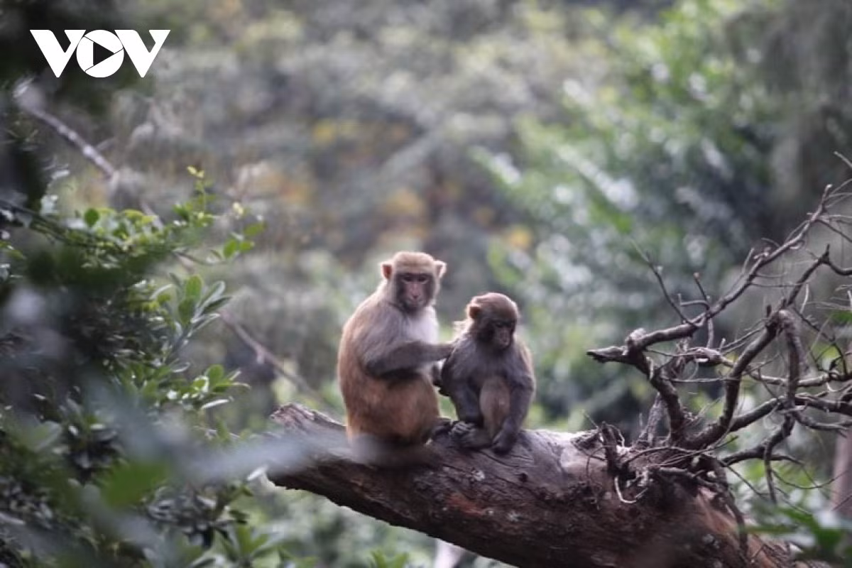 Khỉ vàng có tên khoa học là Macaca mulatta. Giống khỉ mặt đỏ, đây cũng là loài động vật rừng nguy cấp, quý, hiếm thuộc nhóm IIB.