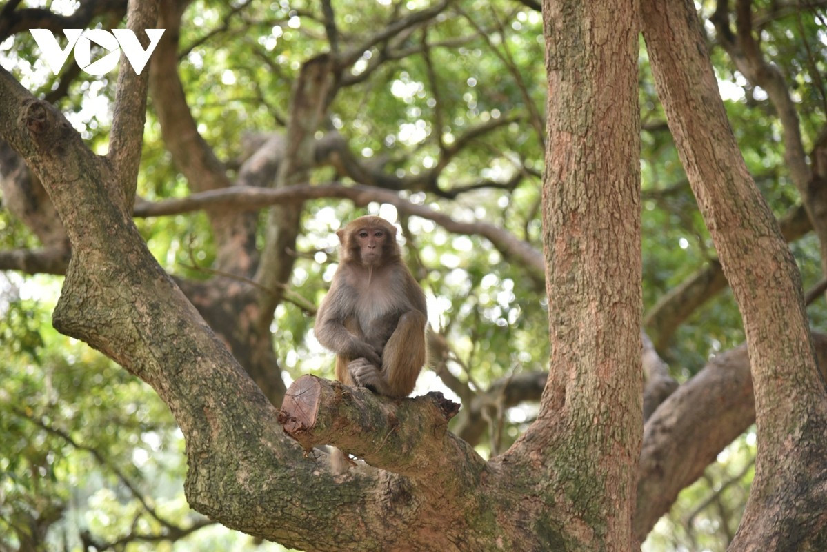 Loài khỉ vàng thường sống theo đàn và mỗi đàn có từ 10 - 15 cá thể. Con đầu đàn là 1 cá thể đực. Chúng hoạt động ban ngày, phạm vi hoạt động cả dưới đất lẫn trên cây. Thức ăn của loài khỉ quý hiếm này gồm các loại quả, hạt, lá cây...