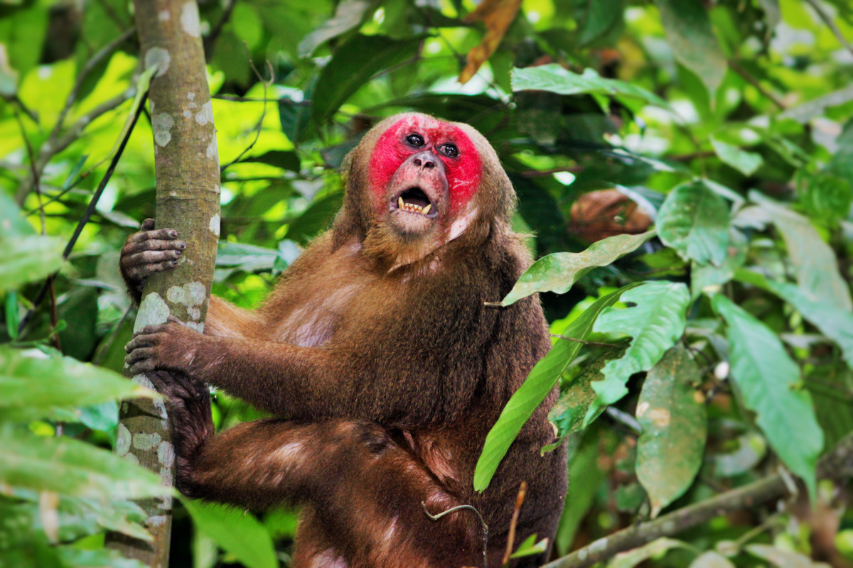 Khỉ mặt đỏ có tên khoa học là Macaca arctoides. Đây là loài động vật rừng nguy cấp, quý, hiếm thuộc nhóm IIB, được quy định tại Nghị định số 84/2021/NĐ-CP của Chính phủ và nghiêm cấm các hành vi săn bắt, khai thác, vận chuyển và buôn bán trái phép.