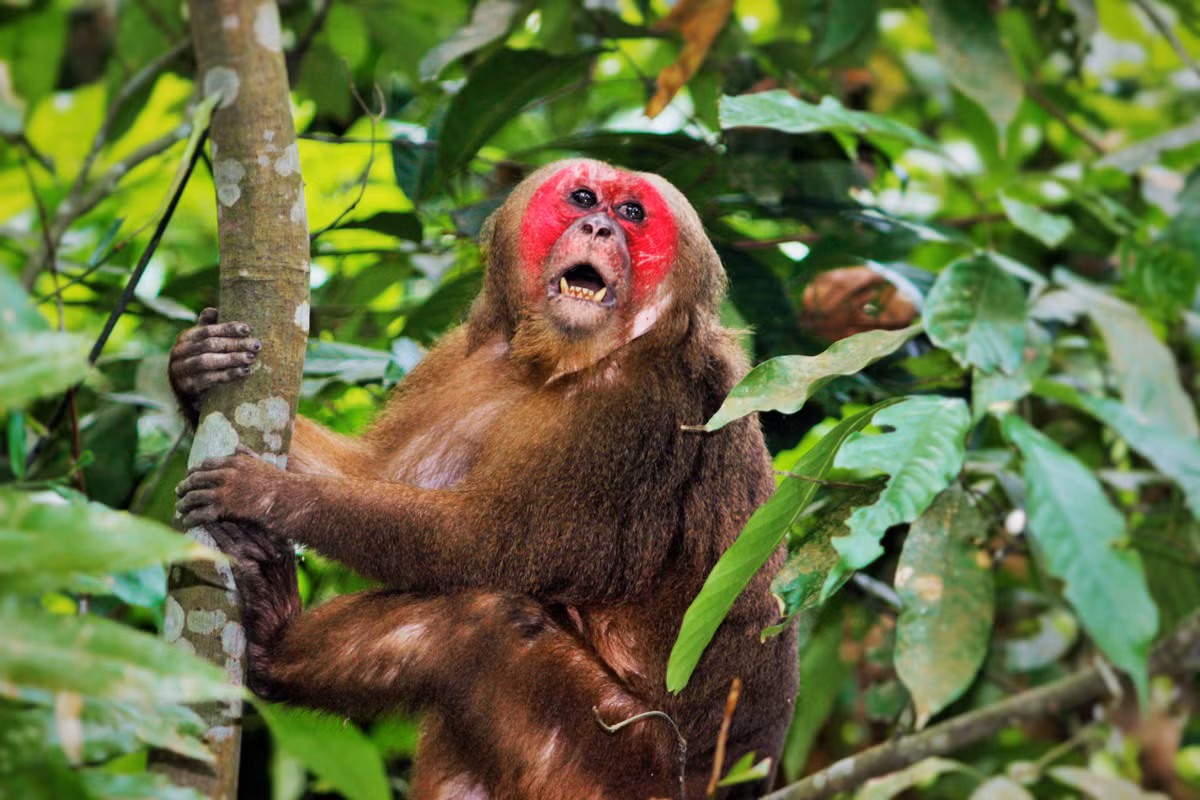 Khỉ mặt đỏ có tên khoa học là Macaca arctoides. Đây là loài động vật rừng nguy cấp, quý, hiếm thuộc nhóm IIB, được quy định tại Nghị định số 84/2021/NĐ-CP của Chính phủ và nghiêm cấm các hành vi săn bắt, khai thác, vận chuyển và buôn bán trái phép.