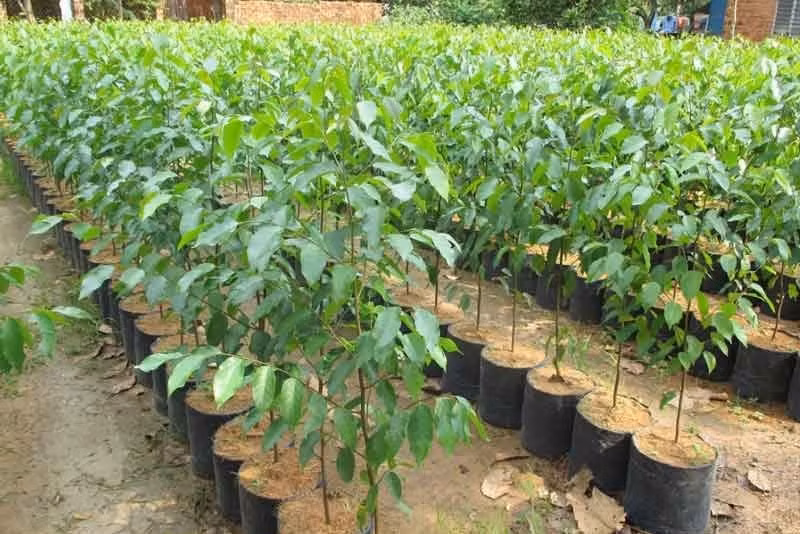 Tiếp đến, nhựa cây sao đen không chỉ được dùng làm vecni trong công nghệ sơn mà còn dùng làm thuốc cầm máu.