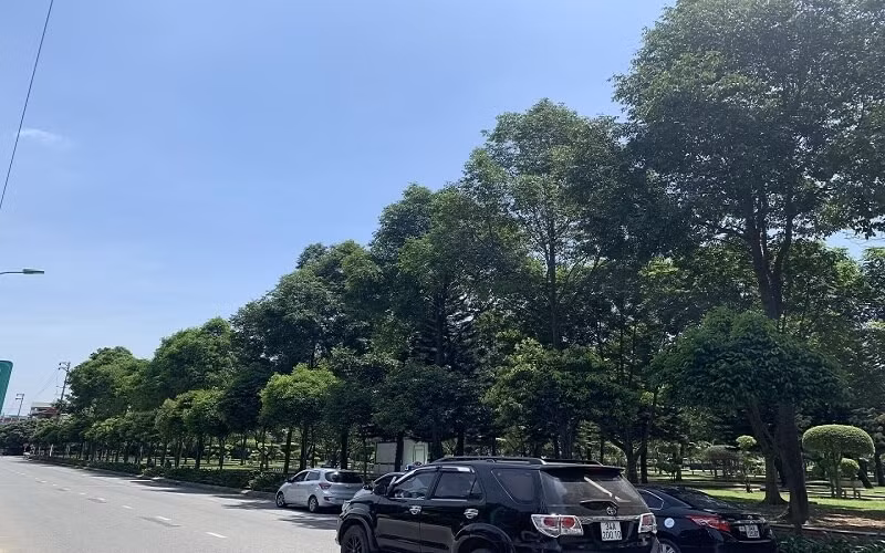 Là cây gỗ lớn thân thẳng, thuôn dài, cây sao đen cao từ 20 - 30m, tán lá rậm hình chóp, cành nhánh to, dài, mọc thẳng đứng.