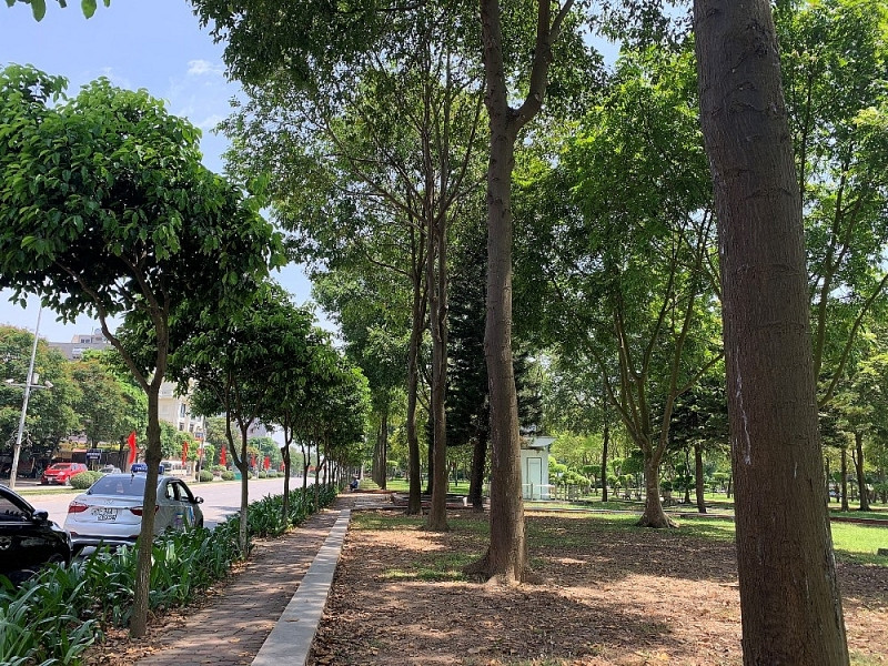 Sao đen là loài thực vật thuộc chi Sao, họ Dầu, thường sinh trưởng ở vùng Ấn Độ, Bangladesh, Campuchia, Lào, Malaysia, Myanmar, Thái Lan và Việt Nam.