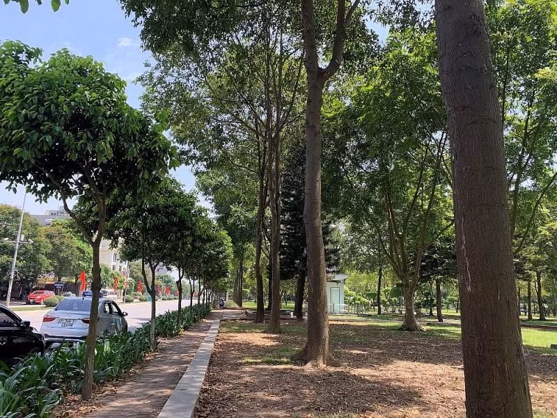 Sao đen là loài thực vật thuộc chi Sao, họ Dầu, thường sinh trưởng ở vùng Ấn Độ, Bangladesh, Campuchia, Lào, Malaysia, Myanmar, Thái Lan và Việt Nam.