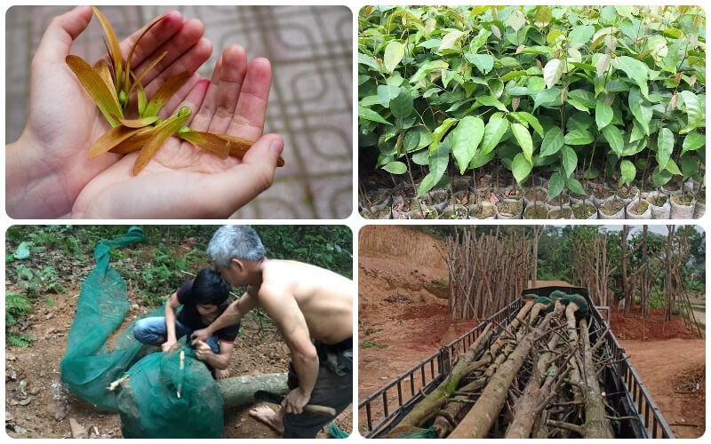 Cuối cùng, cây sao đen được người dân ở nhiều tỉnh thành ở Việt Nam trồng như một loại cây cảnh, cây bóng mát trên các đường phố, công trình công cộng.