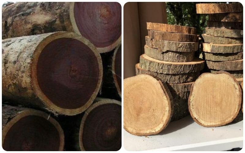 Một tác dụng khác của cây sao đen là phần vỏ cây có chứa nhiều chất tanin. Đây là chất có khả năng kháng viêm, chống ẩm mốc.