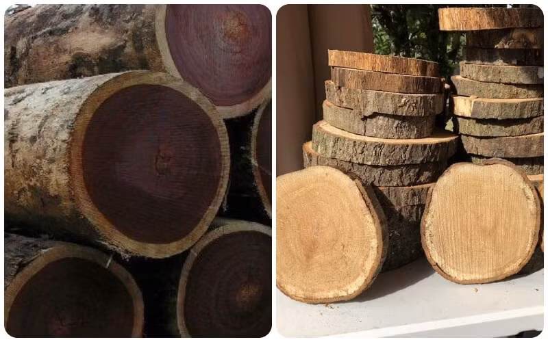 Một tác dụng khác của cây sao đen là phần vỏ cây có chứa nhiều chất tanin. Đây là chất có khả năng kháng viêm, chống ẩm mốc.