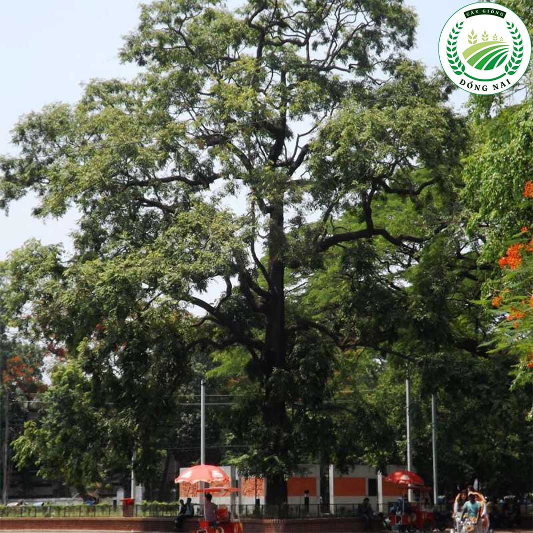 Vậy nên, vỏ cây sao đen được dùng làm thuốc để điều trị: đau răng, viêm lợi, áp xe, làm răng bền….