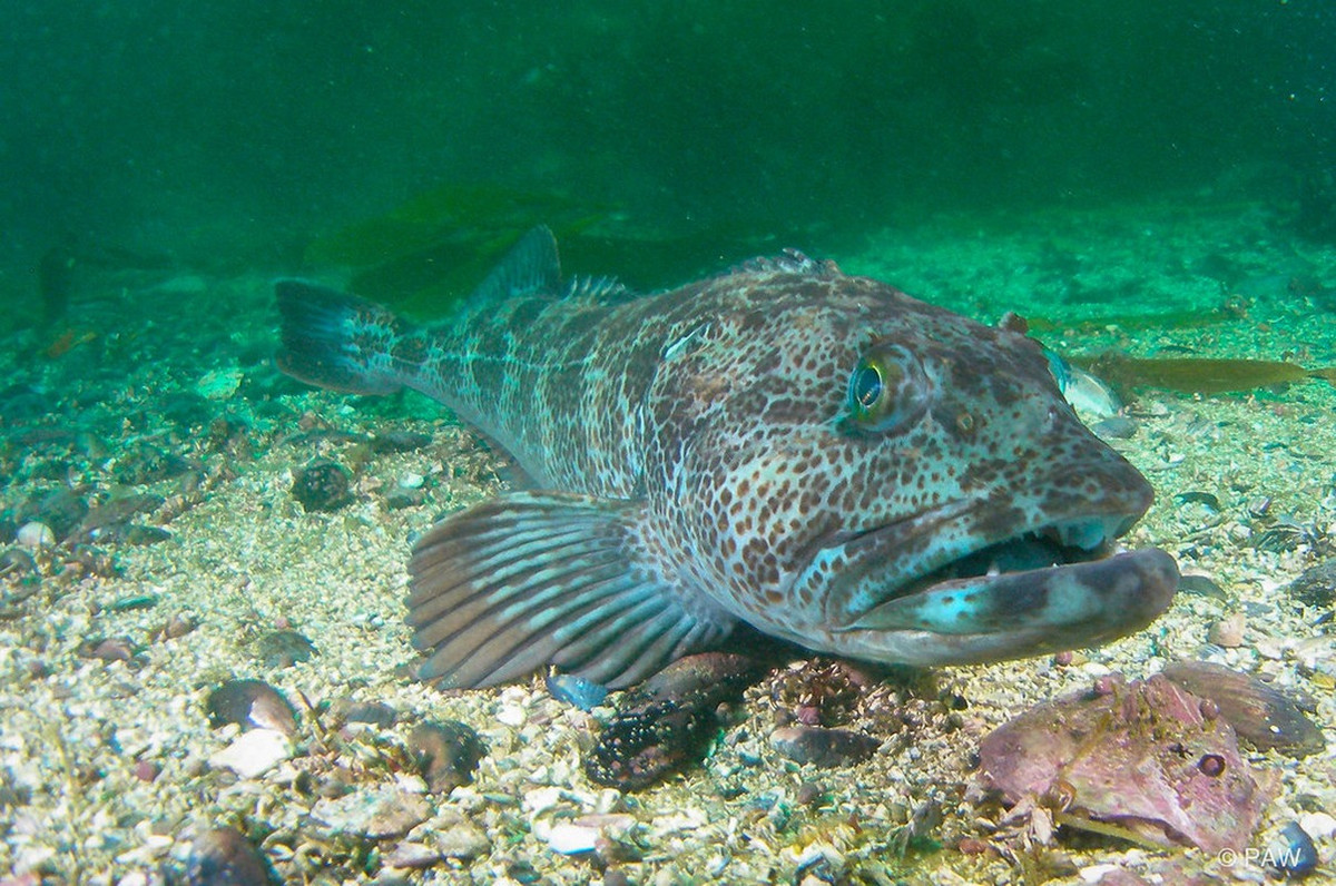 Trong thời gian qua, nhiều chuyên gia, nhà khoa học đã thực hiện các nghiên cứu nhằm giải mã lý do khiến cá linh Thái Bình Dương có hơn 500 chiếc răng có tốc độ thay răng nhiều và nhanh như vậy.