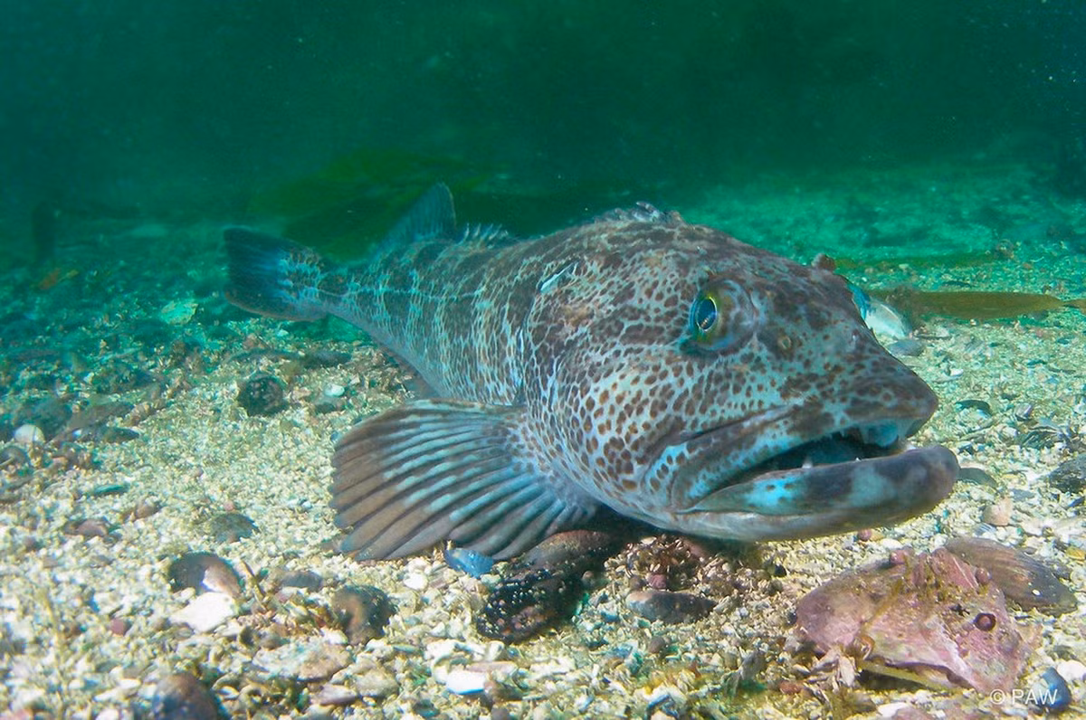 Trong thời gian qua, nhiều chuyên gia, nhà khoa học đã thực hiện các nghiên cứu nhằm giải mã lý do khiến cá linh Thái Bình Dương có hơn 500 chiếc răng có tốc độ thay răng nhiều và nhanh như vậy.