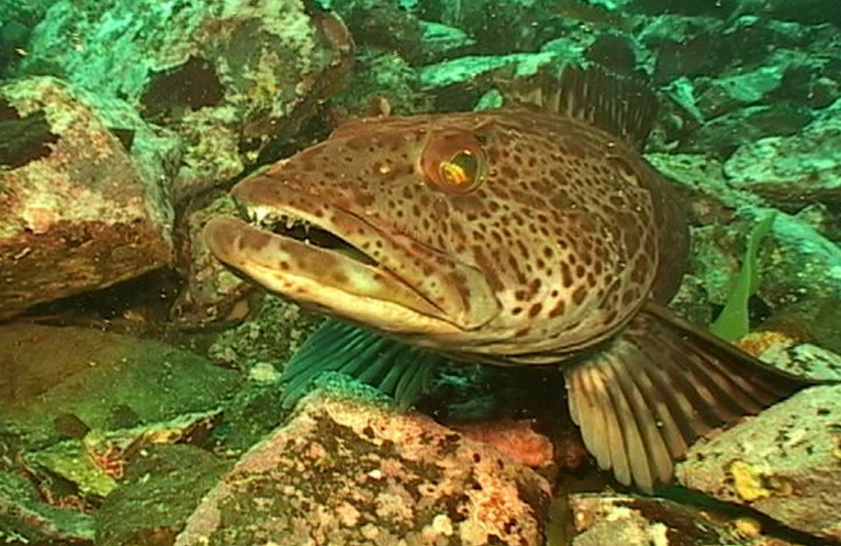 Thay vì chỉ có răng cửa, răng hàm và răng nanh, hàng trăm chiếc răng của cá linh Thái Bình Dương phân bố khắp trên hàm cũng như vòm miệng cứng.