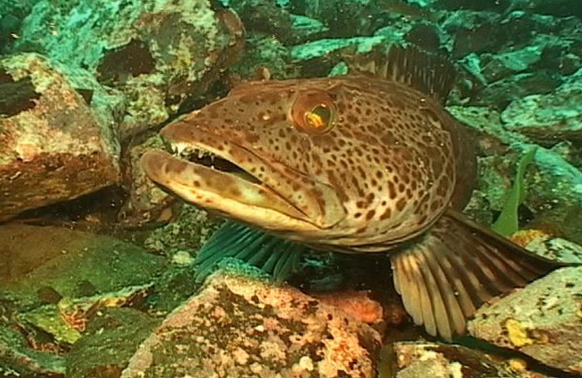 Thay vì chỉ có răng cửa, răng hàm và răng nanh, hàng trăm chiếc răng của cá linh Thái Bình Dương phân bố khắp trên hàm cũng như vòm miệng cứng.