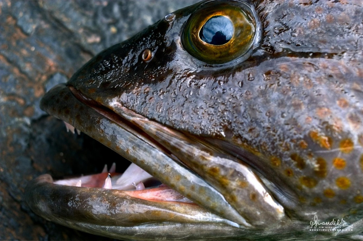 Một nghiên cứu của các chuyên gia chỉ ra cá linh Thái Bình Dương rụng trung bình khoảng 20 chiếc mỗi ngày không liên quan đến quá trình ăn. Để tìm ra lời giải chính xác, họ sẽ cần thực hiện nghiên cứu sâu hơn.