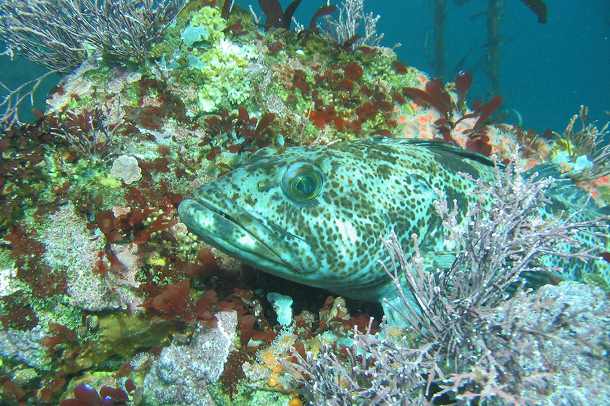 Không chỉ có số lượng răng "khủng", cá linh Thái Bình Dương còn có tốc độ rụng răng đáng kinh ngạc. Mỗi ngày, nó rụng tới 20 chiếc răng và sau đó nhanh chóng mọc lại.