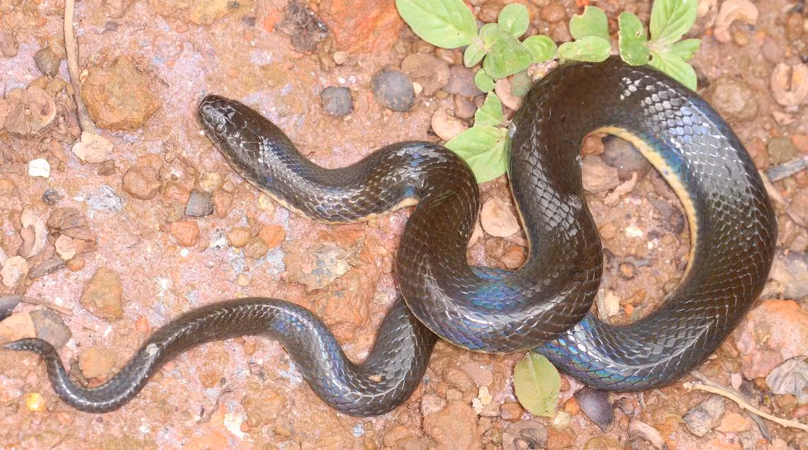 Viet Nam phat hien them mot loai ran moi o Dak Nong