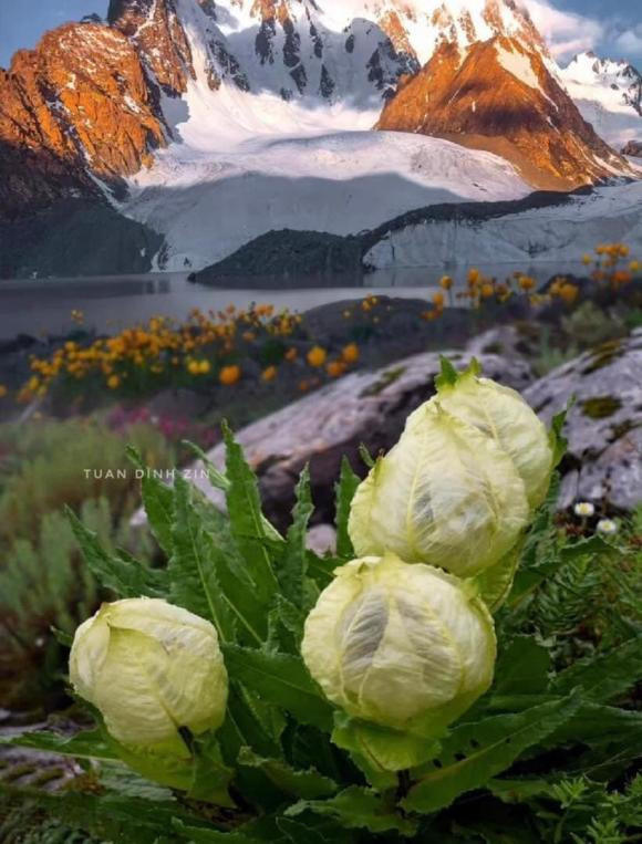 Là một thực phẩm quý hiếm, thiên Sơn tuyết liên rất giàu vitamin C, protein và axit amin giúp nuôi dưỡng làn da, ngăn ngừa lão hoá, phòng chống và hỗ trợ điều trị ung thư.