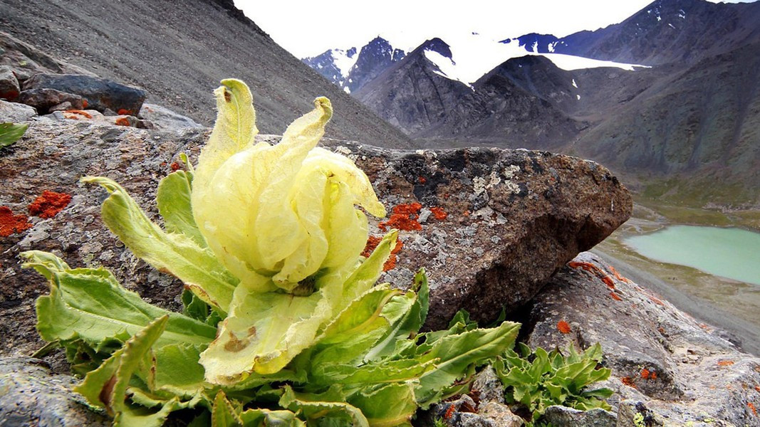 Do thiên sơn tuyết liên mất 6 - 7 năm mới nở hoa một lần và có số lượng rất ít nên vô cùng quý hiếm, có giá thành đắt đỏ. Chúng khoe sắc vào tháng 7 - 8 hàng năm.
