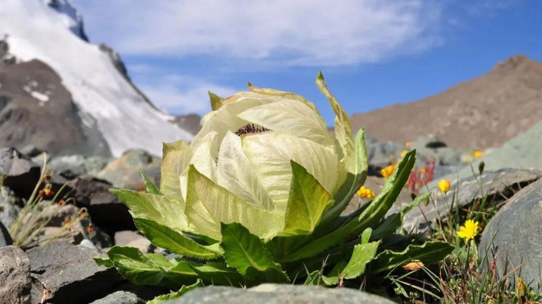 Thiên sơn tuyết liên sinh trưởng trong môi trường cực kỳ khắc nghiệt với đất đai cằn cỗi, địa hình hiểm trở, nhiệt độ âm hàng chục độ C và không khí loãng.