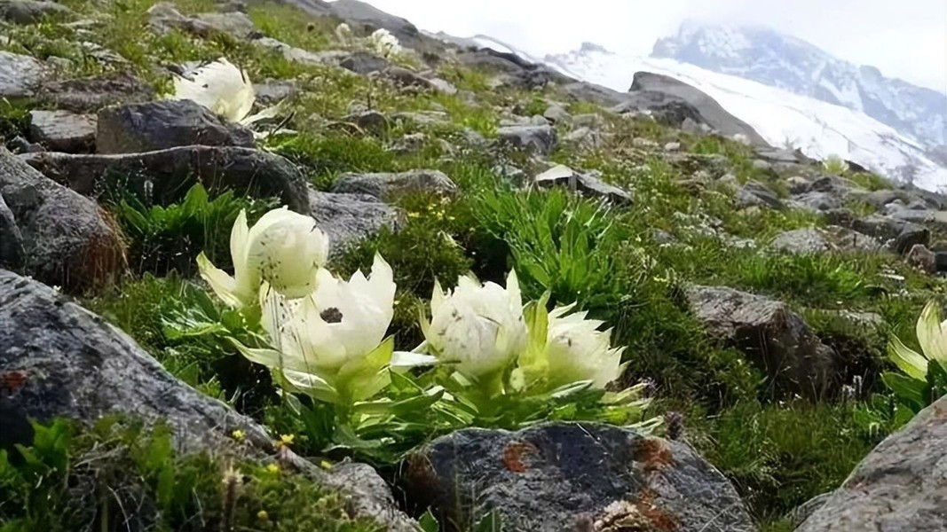 Khi nhìn thiên sơn tuyết liên, nhiều người nhận thấy loài hoa này trông giống như bắp cải. Loài hoa này thuộc họ Cúc và là loại cây thân thảo cao khoảng 15 - 35 cm khi trưởng thành.