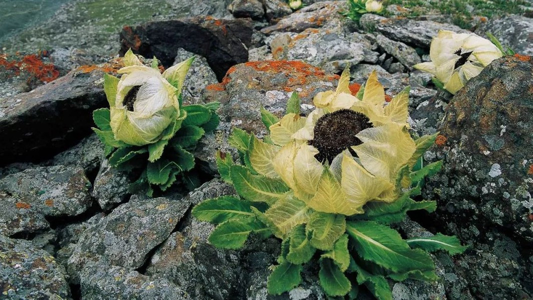 Mọi người có thể dùng hoa thiên Sơn tuyết liên khô để nấu rượu, pha trà, giúp hỗ trợ điều trị các bệnh về tim mạch, phong thấp, giúp thông kinh, hoạt huyết.