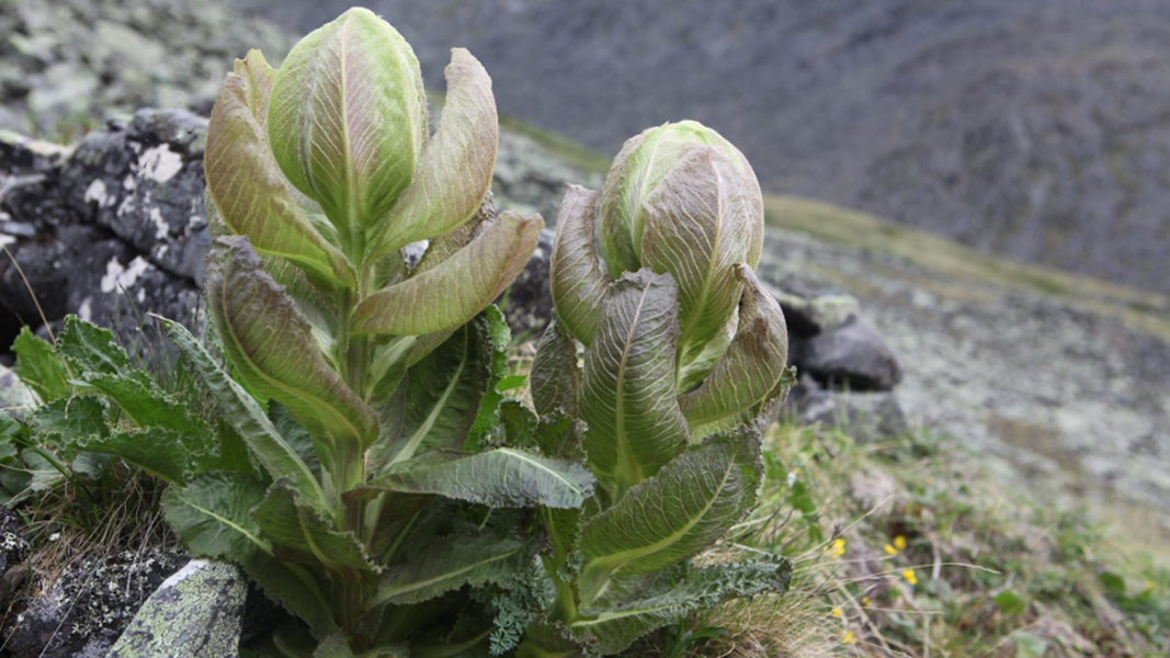 Quá trình sinh trưởng của thiên sơn tuyết liên từ khi nảy mầm đến khi ra hoa phải mất trung bình khoảng 6 - 7 năm.