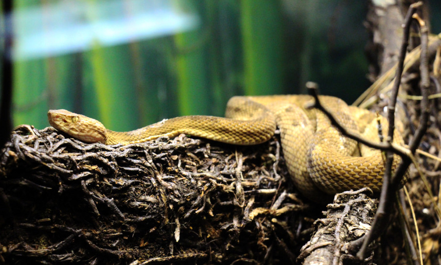 Nọc độc của loài rắn này mạnh hơn acid và có thể ăn qua da thịt. Do tính chất nguy hiểm của các loài rắn nên chính phủ Brazil cấm mọi người đặt chân lên đảo, ngoại trừ những nhà khoa học, chuyên gia được cấp phép lên đảo nghiên cứu, lấy nọc độc rắn.