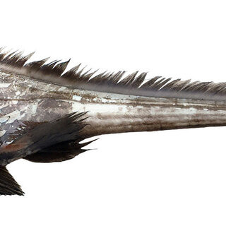 Theo nhóm chuyên gia, Chimaera supapae có đôi mắt to, óng ánh, màu xanh lục giúp chúng có thể nhìn thấy trong vùng nước tối đen. Làn da màu nâu sẫm của chúng không có đường nét hay hoa văn nào đáng chú ý.