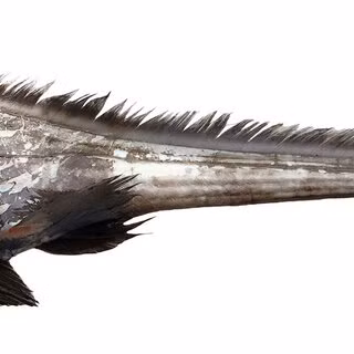 Theo nhóm chuyên gia, Chimaera supapae có đôi mắt to, óng ánh, màu xanh lục giúp chúng có thể nhìn thấy trong vùng nước tối đen. Làn da màu nâu sẫm của chúng không có đường nét hay hoa văn nào đáng chú ý.