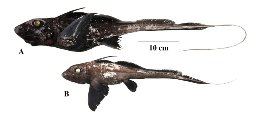 Từ supapae trong tên loài cá mập Chimaera supapae được đặt xuất phát từ tên Supap Monkolprasit - nhà khoa học đến từ Thái Lan đã dành cả cuộc đời để nghiên cứu về cá sụn. Trong khi đó, tên chi Chimaera xuất phát từ sinh vật phun lửa có ba đầu trong thần thoại Hy Lạp.