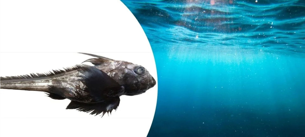 Loài Chimaera supapae mới phát hiện có phần mũi ngắn, vây ngực rộng và thân dài 51 cm. Nhà nghiên cứu Ebert nghi ngờ những đường diềm giống như lông vũ của sinh vật này có liên quan đến khả năng di chuyển của chúng ở dưới biển.