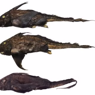 Việc phát hiện những loài mới như Chimaera cho thấy chúng ta biết rất ít về môi trường biển và còn bao nhiêu điều cần khám phá.