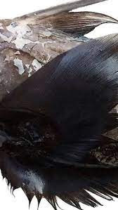 Nhà nghiên cứu Ebert cho hay về mặt tiến hóa, những loài Chimaera nằm trong số họ cá lâu đời nhất, có tổ tiên xuất hiện cách đây 300 - 400 triệu năm.